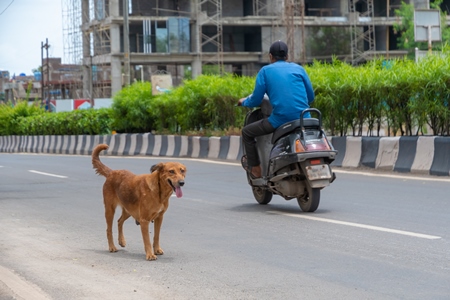 Photo of Indian street or stray dog in road with motorbike going past in urban city in Maharashtra in India
