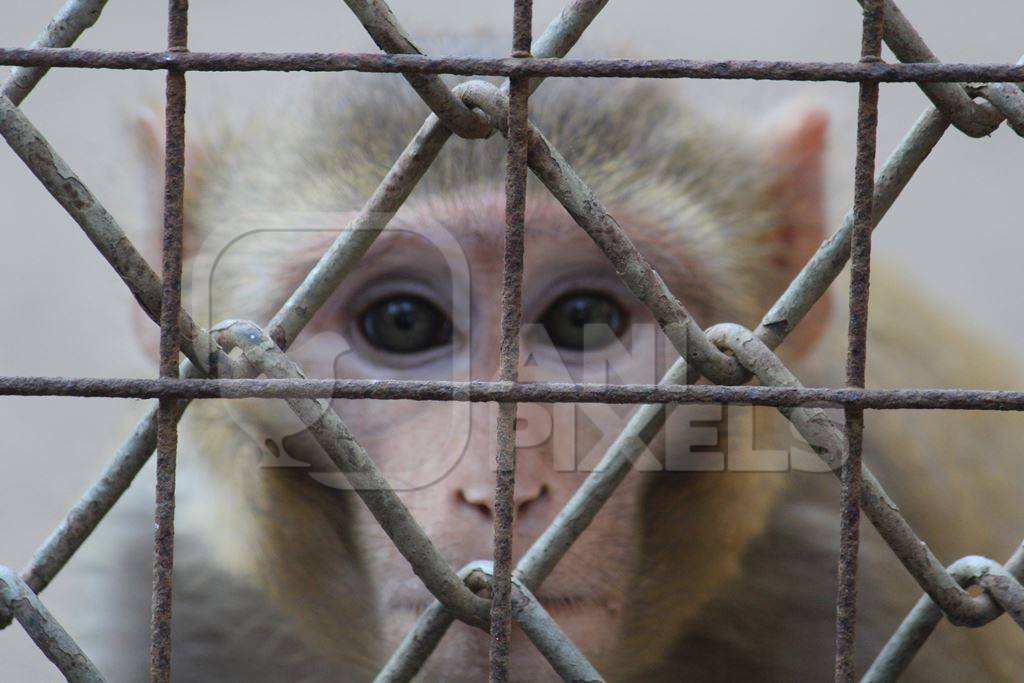 Money behind bars in zoo
