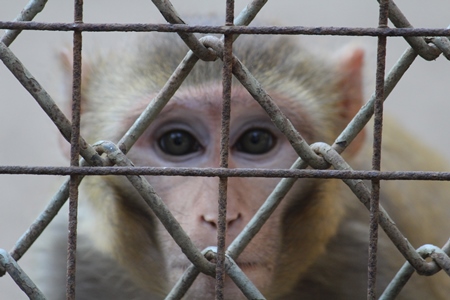 Money behind bars in zoo