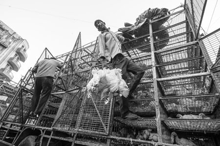 Broiler chickens raised for meat being unloaded from transport trucks near Crawford meat market in Mumbai