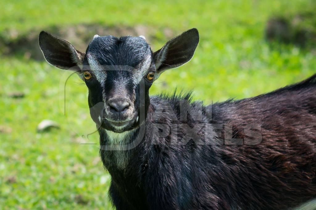 Black baby goat with green field background in rural Assam