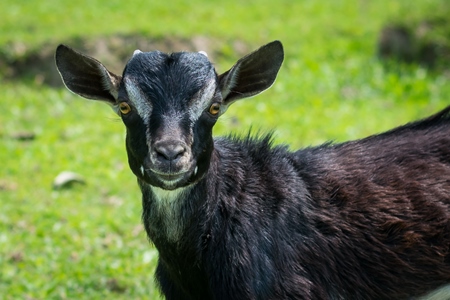 Black baby goat with green field background in rural Assam