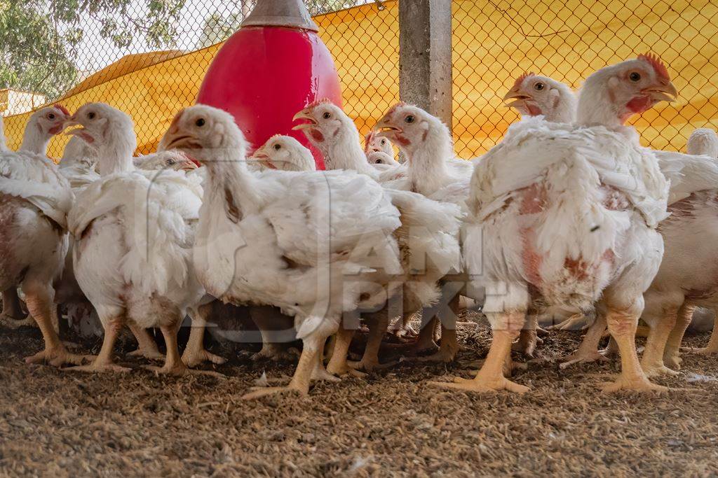 Feet of Indian broiler chickens packed in a shed on a poultry farm in Maharashtra in India, 2021