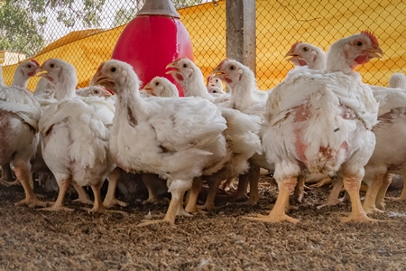 Feet of Indian broiler chickens packed in a shed on a poultry farm in Maharashtra in India, 2021