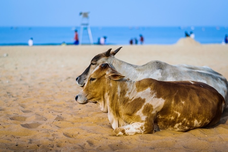 Street cows on beach in Goa in India with blue sky background and  sand