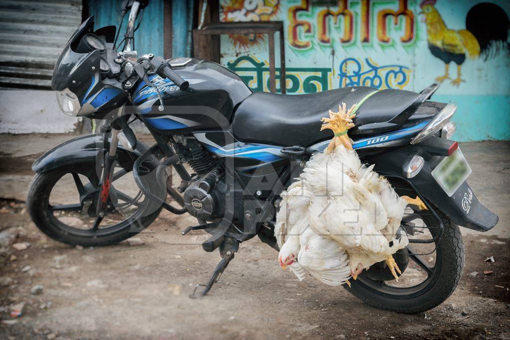 Bunch of broiler chickens tied upside down on a motorbike in an urban city
