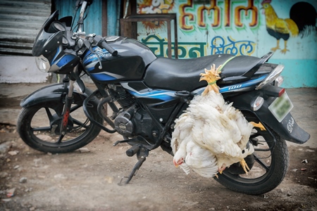 Bunch of broiler chickens tied upside down on a motorbike in an urban city