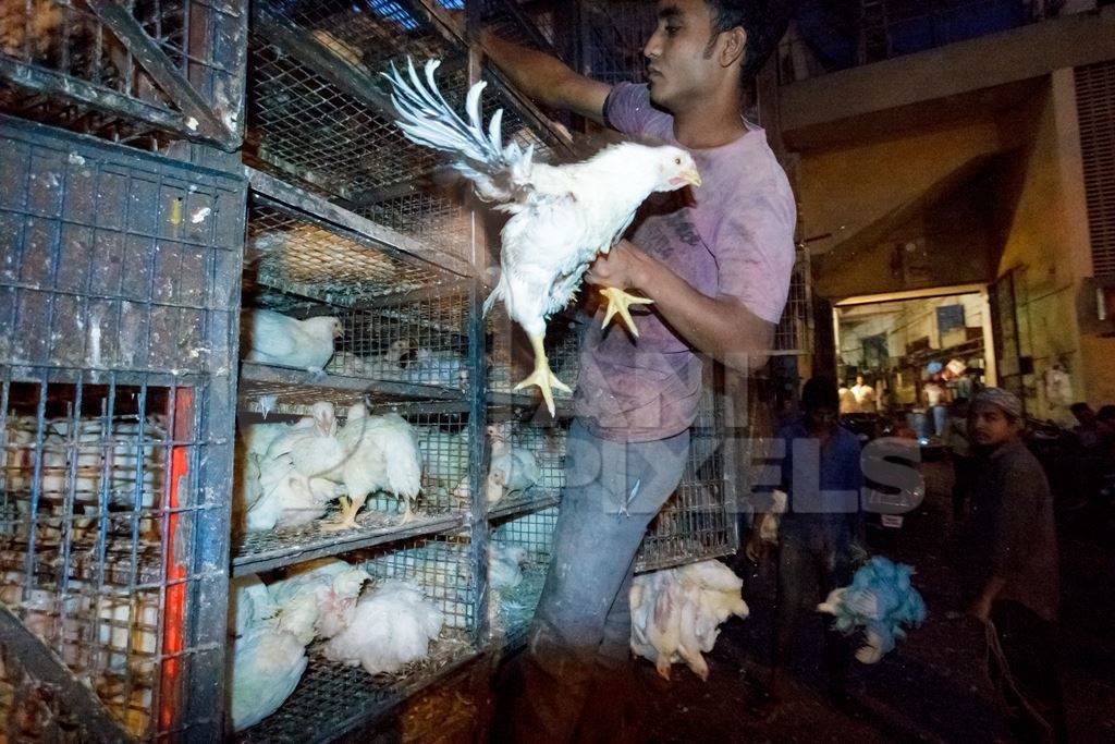 Broiler chickens raised for meat being unloaded from transport trucks near Crawford meat market in Mumbai