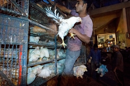 Broiler chickens raised for meat being unloaded from transport trucks near Crawford meat market in Mumbai