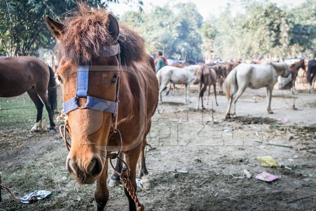 Browny pony at Sonepur cattle fair