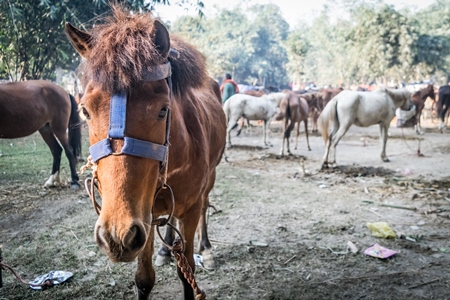 Browny pony at Sonepur cattle fair