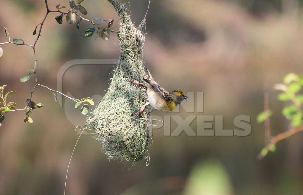 Weaver bird clinging to nest