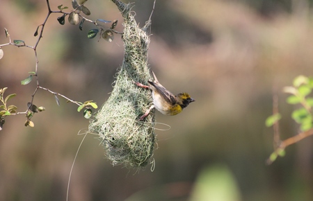 Weaver bird clinging to nest