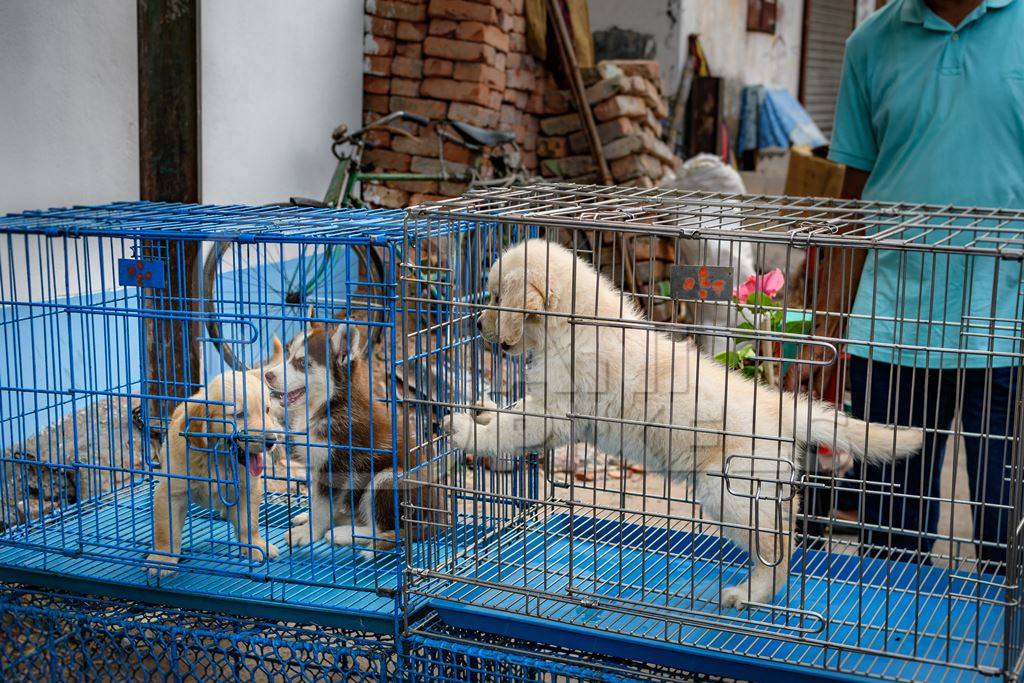 Pedigree or breed puppy dogs on sale in cages on the street by dog sellers at Galiff Street pet market, Kolkata, India, 2022