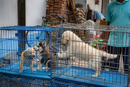 Pedigree or breed puppy dogs on sale in cages on the street by dog sellers at Galiff Street pet market, Kolkata, India, 2022
