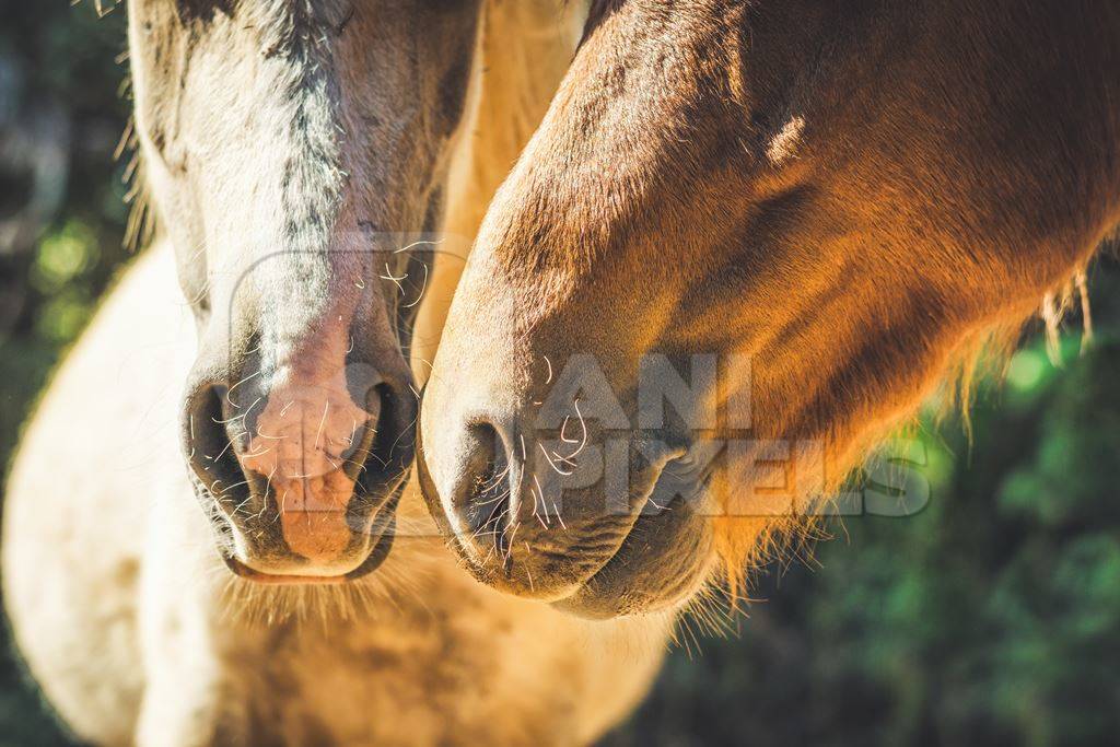 Close up of faces of  brown horse and one cream horse in sunlight