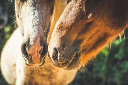 Close up of faces of  brown horse and one cream horse in sunlight