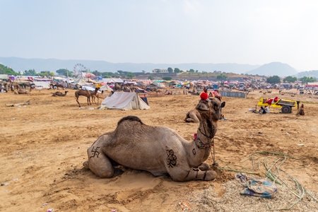 Decorated Indian camels in a field at Pushkar camel fair or mela in Rajasthan, India, 2019