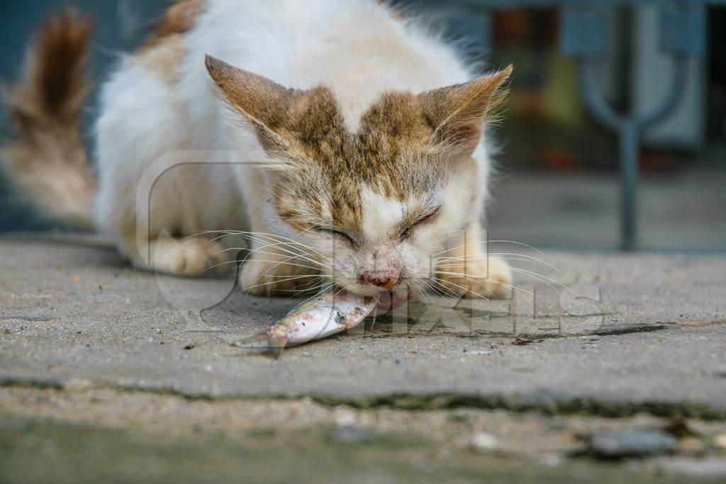 Street cat at Kochi fishing harbour in Kerala with fish in mouth