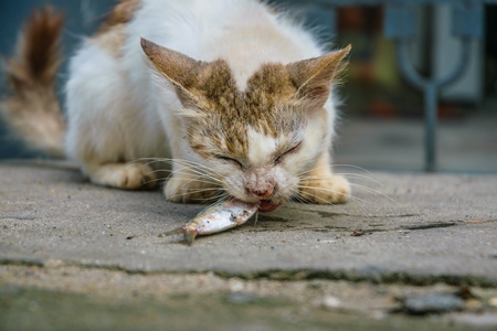 Street cat at Kochi fishing harbour in Kerala with fish in mouth