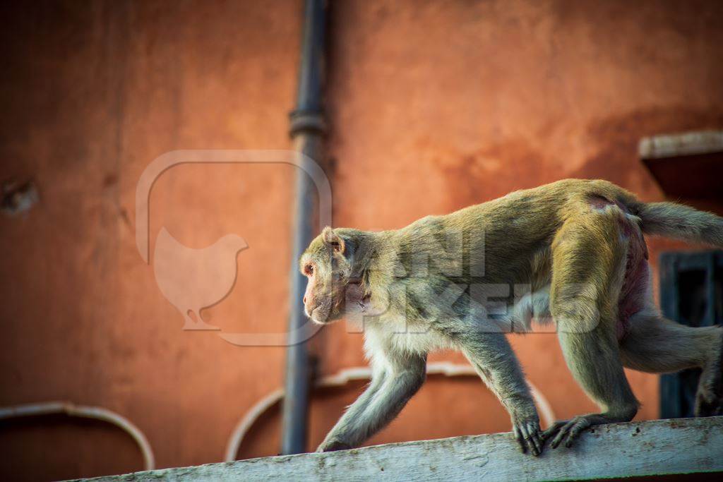 Macaque monkey sitting on orange wall at Amber fort and palace near Jaipur in Rajasthan, India