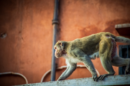Macaque monkey sitting on orange wall at Amber fort and palace near Jaipur in Rajasthan, India
