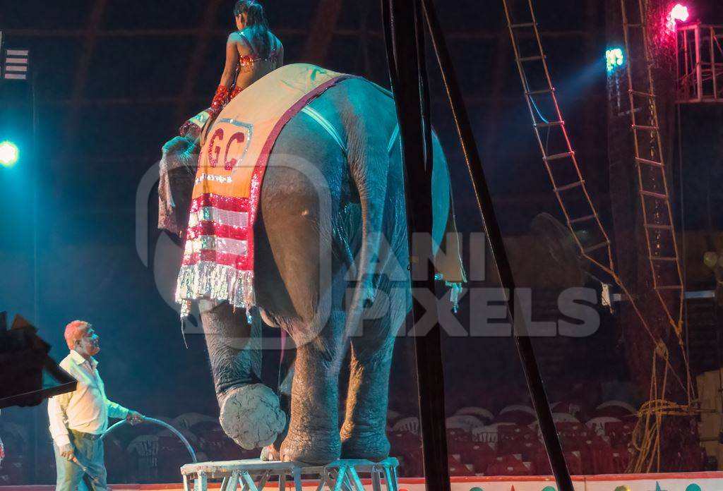 Performing elephant doing tricks with a circus lady at a circus in Mumbai