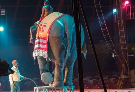 Performing elephant doing tricks with a circus lady at a circus in Mumbai