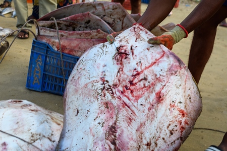 Dead Indian stingray fish loaded into crates at Malvan fish market on beach in Malvan, Maharashtra, India, 2022