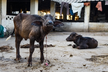 Farmed Indian buffalo calves tied up on an urban dairy farm or tabela, Aarey milk colony, Mumbai, India, 2023