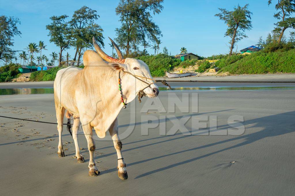 Large bullock or bull on the beach with two men in Goa, India