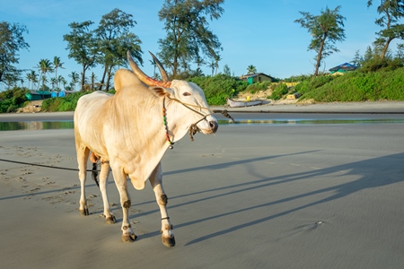 Large bullock or bull on the beach with two men in Goa, India