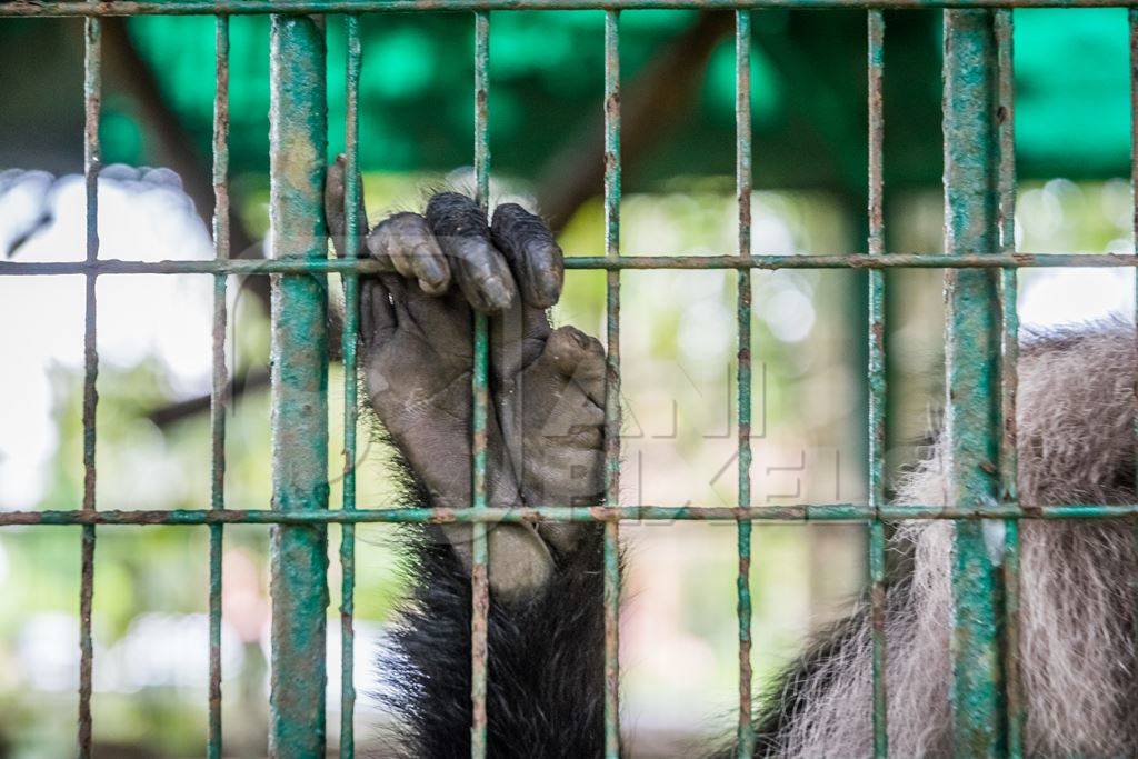 Close up of hand of Lion tailed macaque monkey held captive in a barren cage in captivity at Thattekad mini zoo