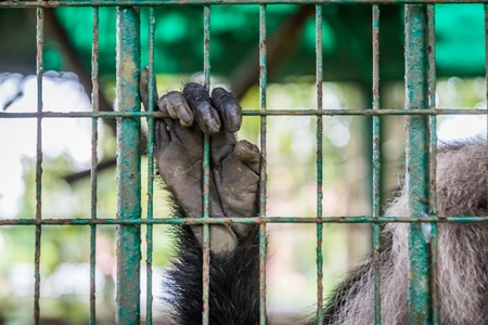 Close up of hand of Lion tailed macaque monkey held captive in a barren cage in captivity at Thattekad mini zoo