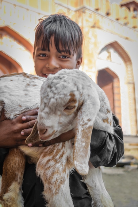 Boy holding a goat in his arms with orange background in the city of Jaipur