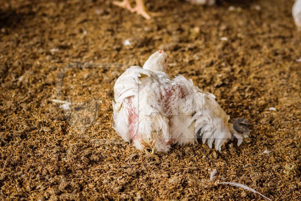 White broiler chickens raised for meat on a large poultry broiler farm in Maharashtra in India