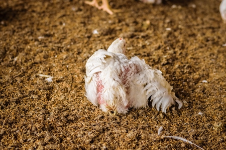 White broiler chickens raised for meat on a large poultry broiler farm in Maharashtra in India