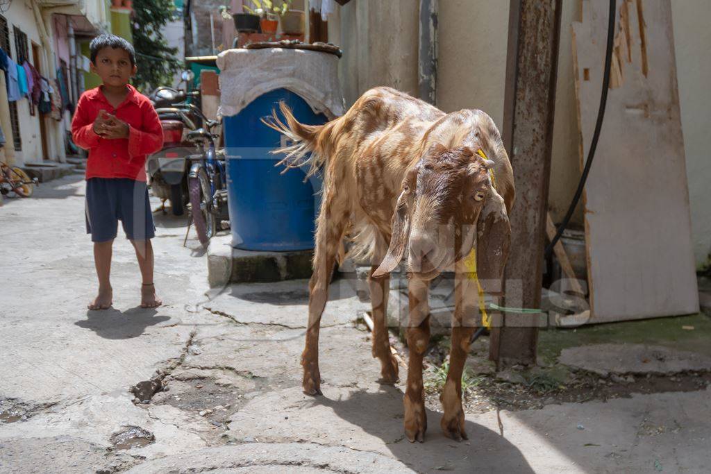 Goat tied up outside house with boy waiting for religious slaughter at Eid in an urban city in Maharashtra