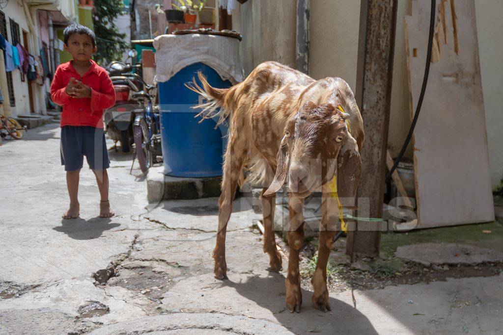 Goat tied up outside house with boy waiting for religious slaughter at Eid in an urban city in Maharashtra