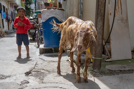 Goat tied up outside house with boy waiting for religious slaughter at Eid in an urban city in Maharashtra