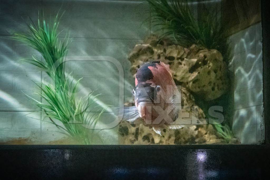 Fish kept in aquarium tank at Dolphin aquarium mini zoo in Mumbai, India, 2019