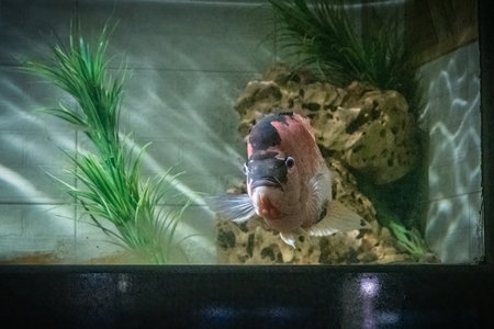 Fish kept in aquarium tank at Dolphin aquarium mini zoo in Mumbai, India, 2019