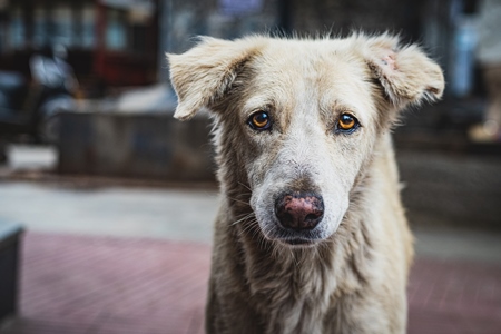 Sad stray Indian street dog or Indian pariah dog on the street in an urban city in Maharashtra, India, 2021