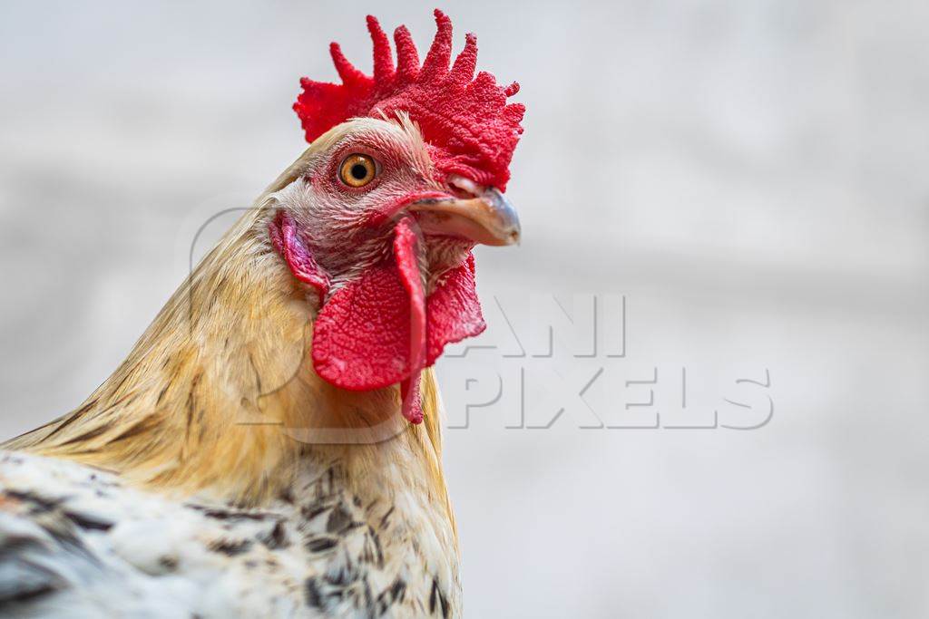 Rooster or cockerel chicken tied up outside chicken meat poultry shop in urban city in Maharashtra, India, 2021