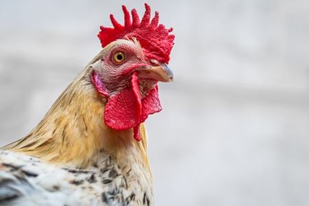 Rooster or cockerel chicken tied up outside chicken meat poultry shop in urban city in Maharashtra, India, 2021