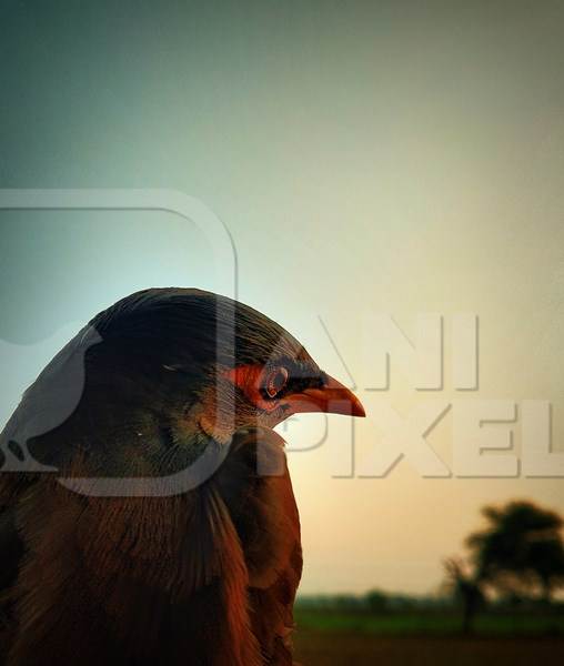 Indian mynah bird at sunrise or sunset, India