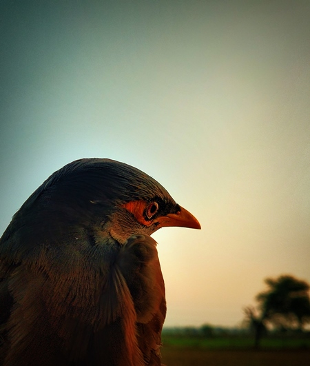 Indian mynah bird at sunrise or sunset, India