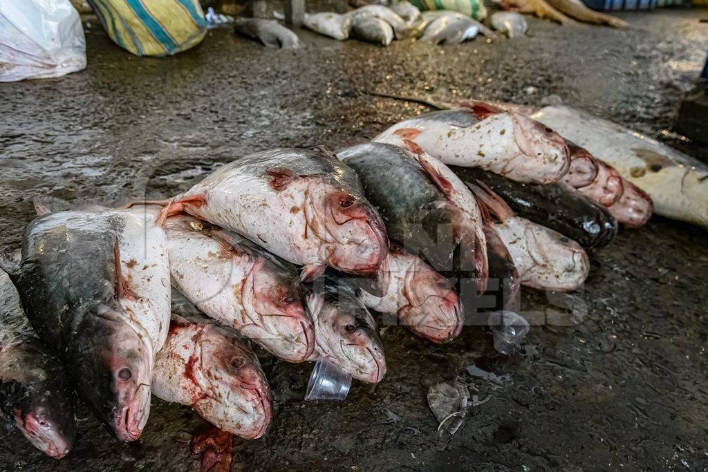 Dead fish on sale at the fish market inside New Market, Kolkata, India, 2022