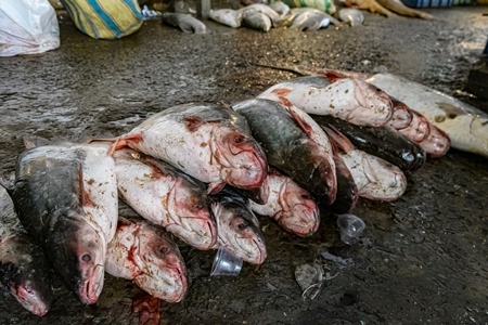 Dead fish on sale at the fish market inside New Market, Kolkata, India, 2022