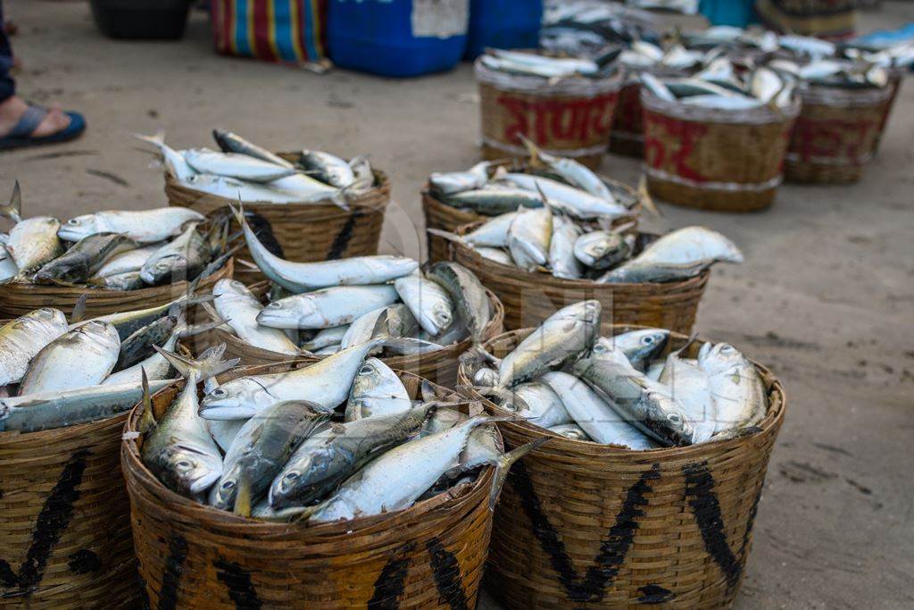 Baskets full of dead Indian mackerel fish on sale at Malvan fish market on beach in Malvan, Maharashtra, India, 2022